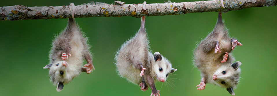 Tasty Possum Band Banner